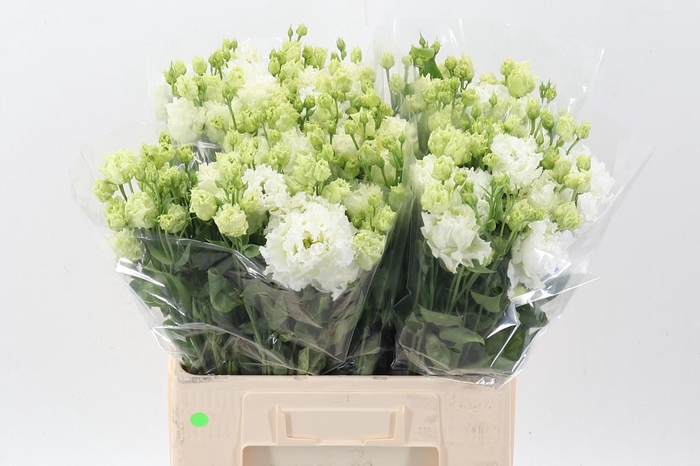 <h4>Eus G Alissa Pur Whi</h4>