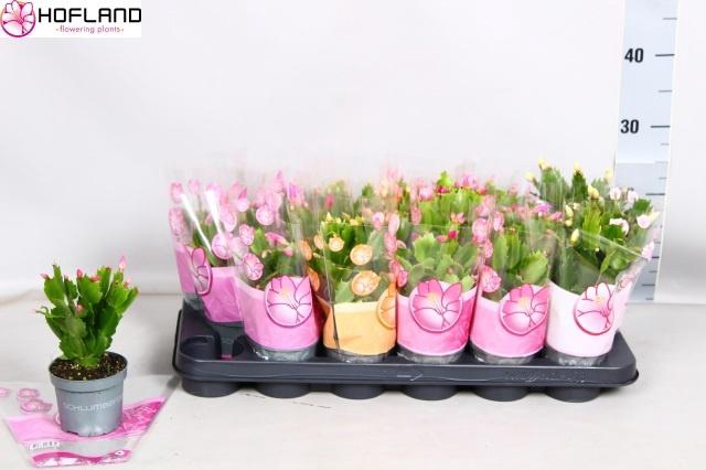 <h4>SCHLUMB GEM 4 KL</h4>