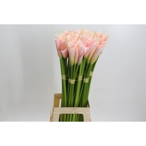 Zantedeschia Eydolls Salmon