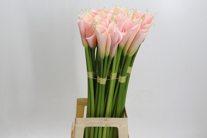 Zantedeschia Eydolls Salmon