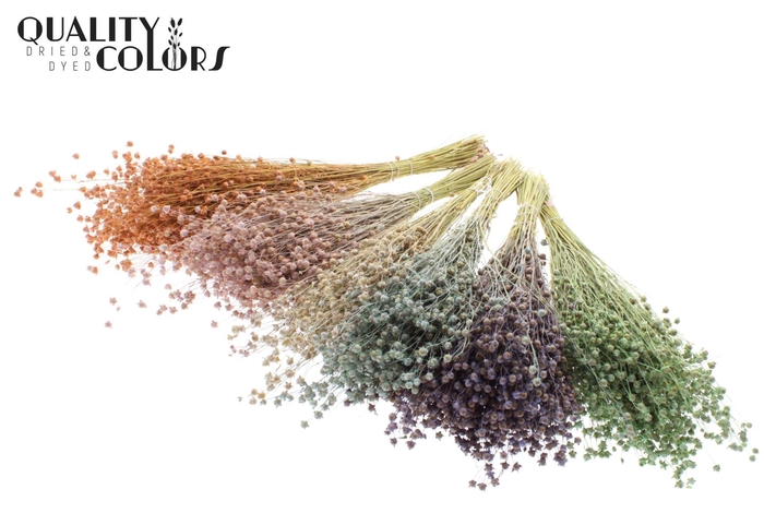 <h4>Droogbloemen   ...bewerkt H%</h4>