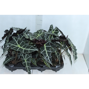 ALOCASIA POLLY P12