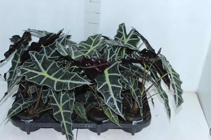 <h4>ALOCASIA POLLY P12</h4>