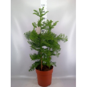 Araucaria heterophylla