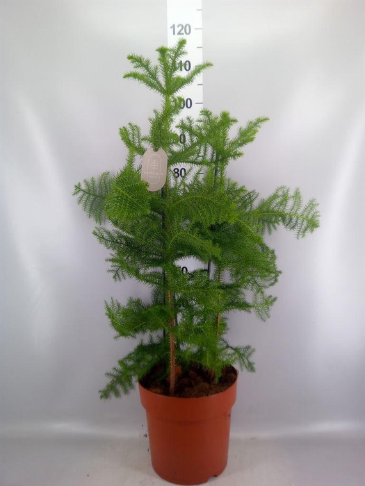 <h4>Araucaria heterophylla</h4>