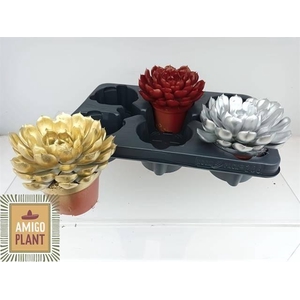 ECHEV PAINTED XL MIX