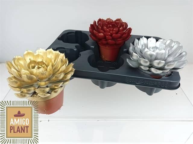 <h4>ECHEV PAINTED XL MIX</h4>