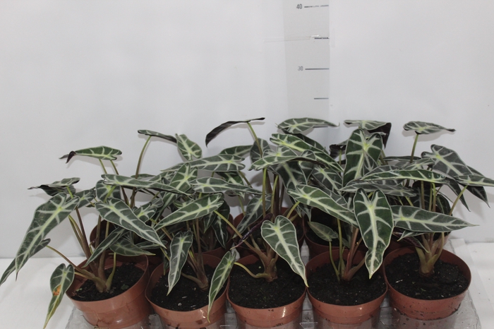 <h4>ALOCASIA PICOLLINI P12</h4>