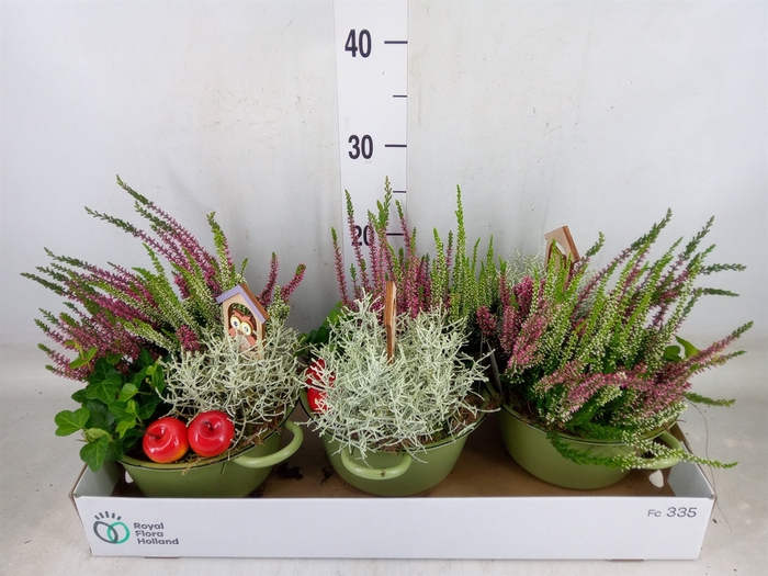 <h4>Arr.   Tuinplanten L%</h4>