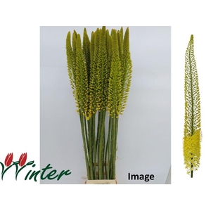EREMURUS IMAGE