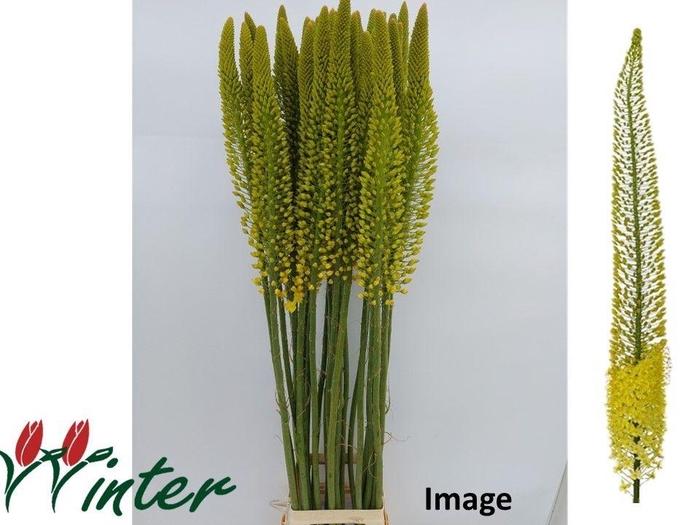 <h4>EREMURUS IMAGE</h4>