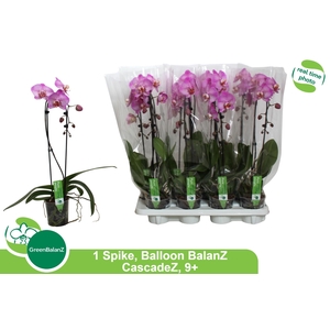 PHAL EL CASCADE