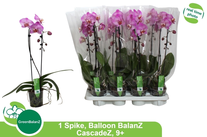 <h4>PHAL EL CASCADE</h4>