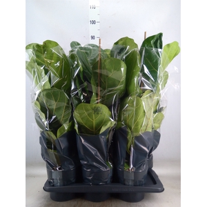 Ficus lyrata