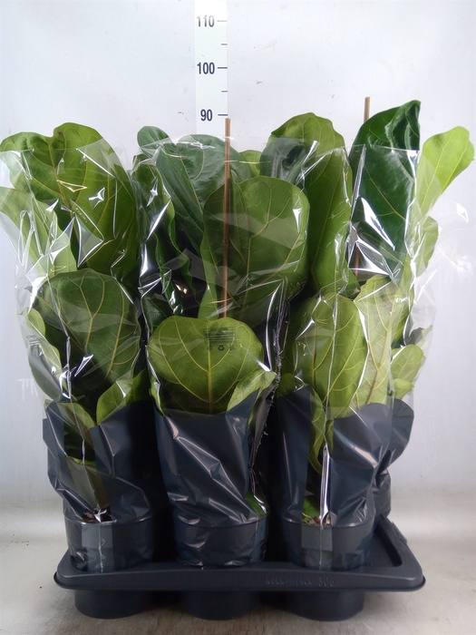 <h4>Ficus lyrata</h4>