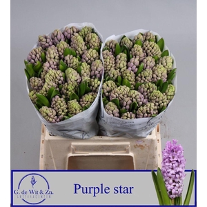 HYAC PURPLE STAR