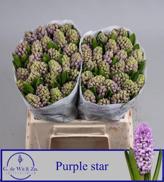 <h4>HYAC PURPLE STAR</h4>
