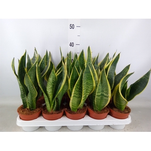 Sansevieria trifa. 'Futura Superba'