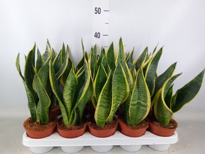 <h4>Sansevieria trifa. 'Futura Superba'</h4>