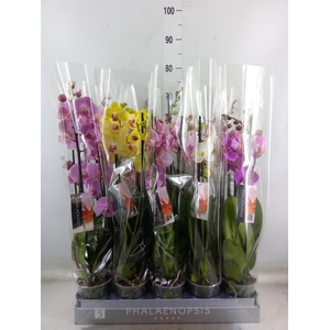 Phalaenopsis   ...mix  8