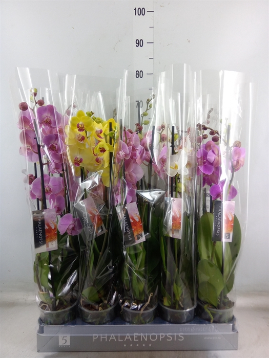 <h4>Phalaenopsis   ...mix  8</h4>