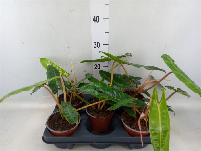 <h4>Philodendron billietiae</h4>