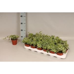 Hedera helix Bontbladig