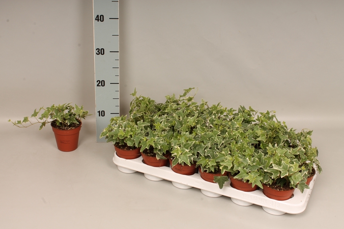 <h4>Hedera helix Bontbladig</h4>