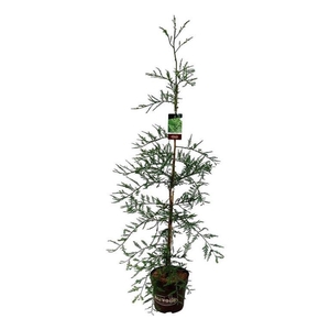 Sequoia s. 'Illa Martin'