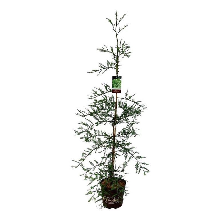 <h4>Sequoia s. 'Illa Martin'</h4>