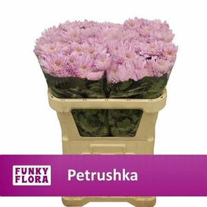 CHR G PETRUSHKA