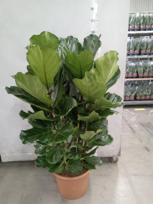 <h4>Ficus lyrata</h4>