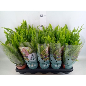 Nephrolepis exal. 'Green Lady'