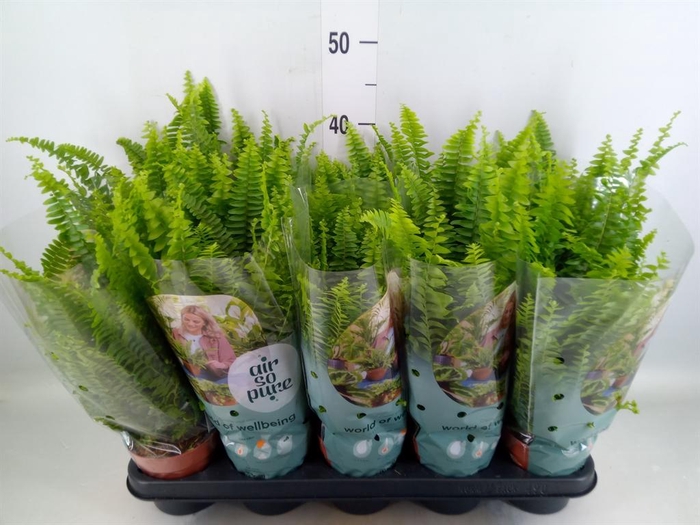 <h4>Nephrolepis exal. 'Green Lady'</h4>
