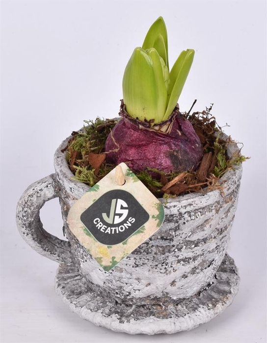 <h4>Cemt kop met schotel 9/12 cm</h4>