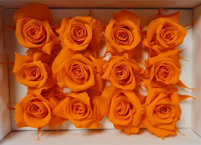 <h4>Ro Pres Mini Orange</h4>