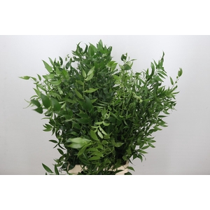 Ruscus Italia Long x5