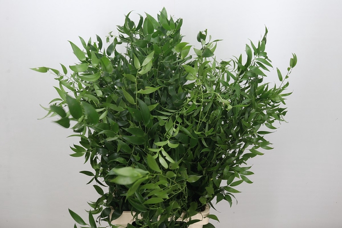 Ruscus Italia Long x5