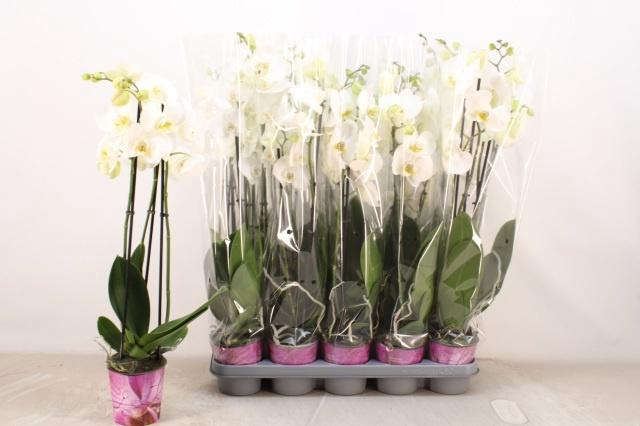 <h4>PHAL OV WIT</h4>