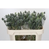 Eryngium Electric Dynamite
