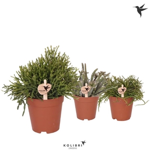 Rhipsalis Gemengd Kolibri Beperkt leverbaar