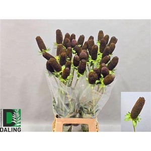 RUDBECKIA BLACK NIPPLE XXL