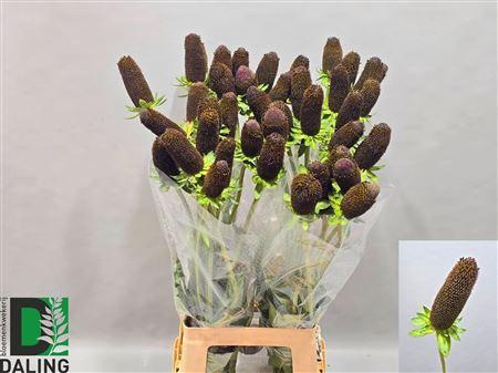 <h4>RUDBECKIA BLACK NIPPLE XXL</h4>