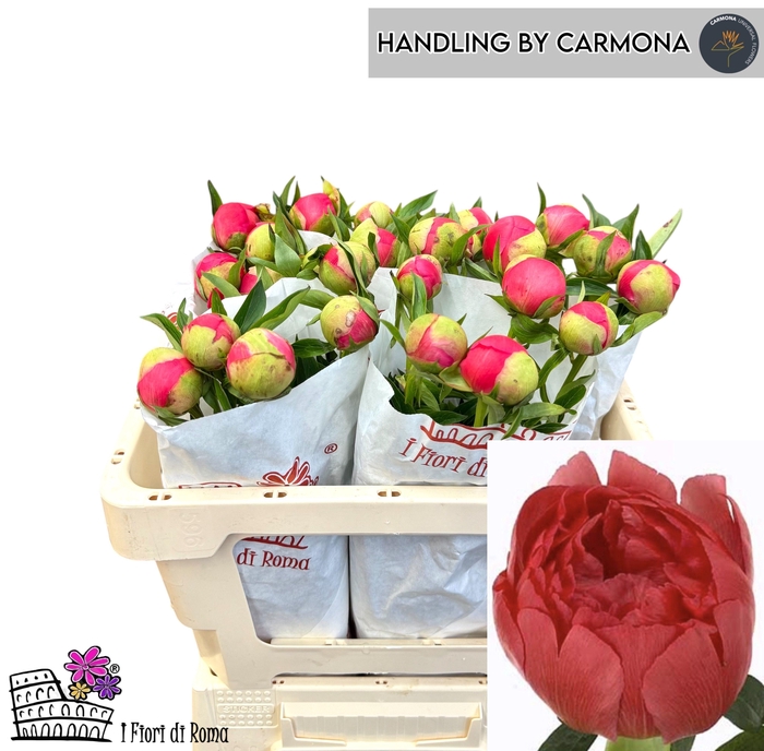 <h4>PAEO CORAL SUNSET</h4>