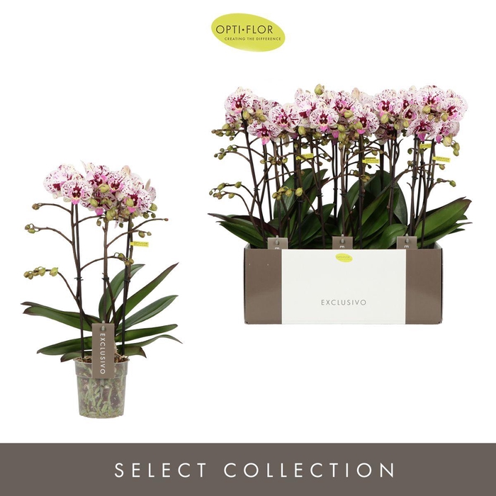 <h4>PHAL OPTI EXCLUSIVO ATHENA 3 SPIKE</h4>