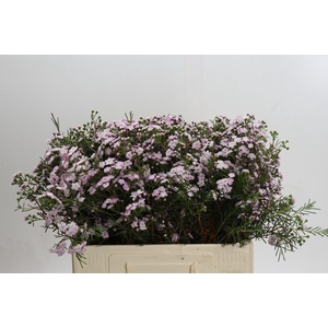 Chamelaucium Dancing Queen