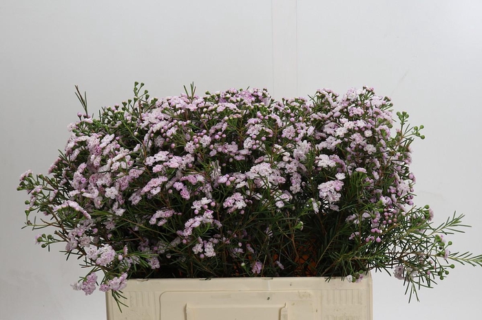 <h4>Chamelaucium Dancing Queen</h4>