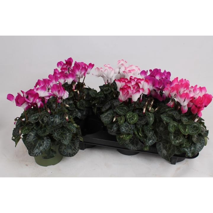 <h4>CYCL MD INDIAKA</h4>