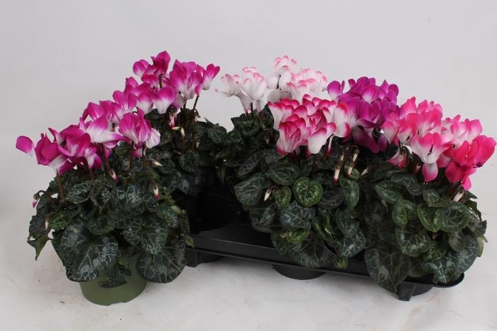 <h4>CYCL MD INDIAKA</h4>