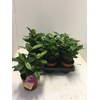 COFFEA ARABICA